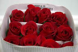 Red roses 50