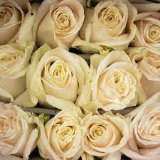 White roses 80