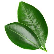 Lemon Leaf