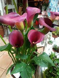 Mini callas
