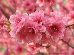 Peach blossom