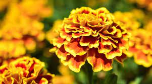 Marigold
