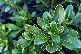 Pittosporium