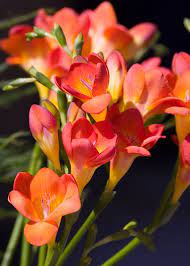 Freesia