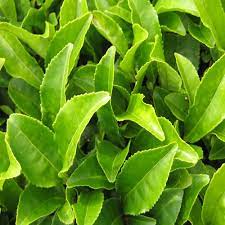 Green Tea Leaf