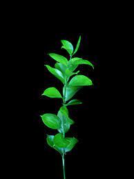 ruscus italiano