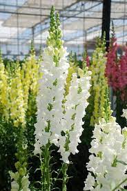 Snapdragon