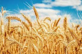 Wheat