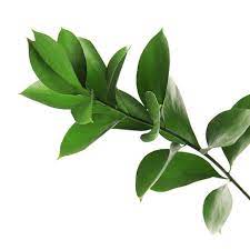 Ruscus