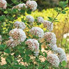 Viburnum