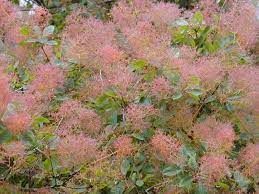 Cotinus coggygria