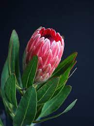 Protea