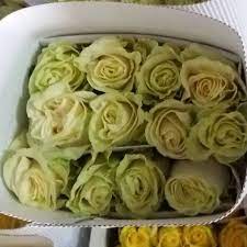 White roses 40