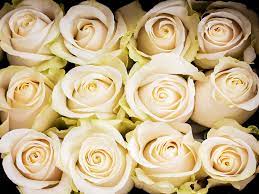 White roses 70