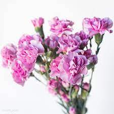 Mini Carnation