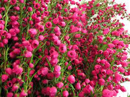 Boronia