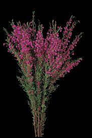 Boronia