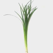 Green Lily Grass