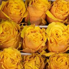 Color roses 60
