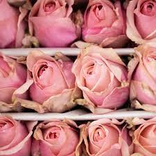 Color roses 40