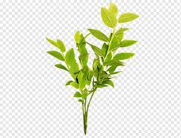 Green Tea Leaf