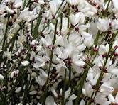 Ginestra
