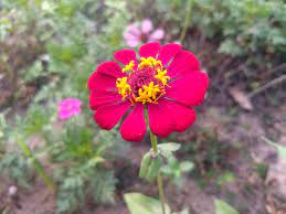 Zinna