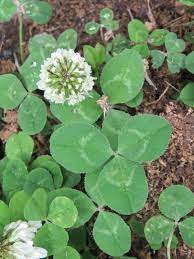 Clover