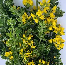 Ginestra