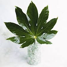 Aralia