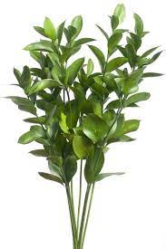 Ruscus Ittalian