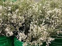 Ginestra