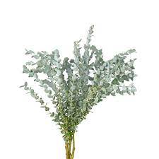 Parvifolia