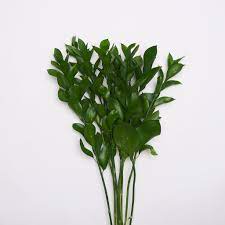 Ruscus
