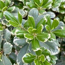 Pittosporium