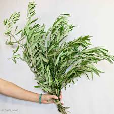 Olive Branches