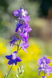 Larkspur