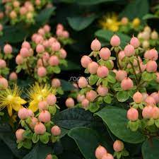 Hypericum Coffee Bean