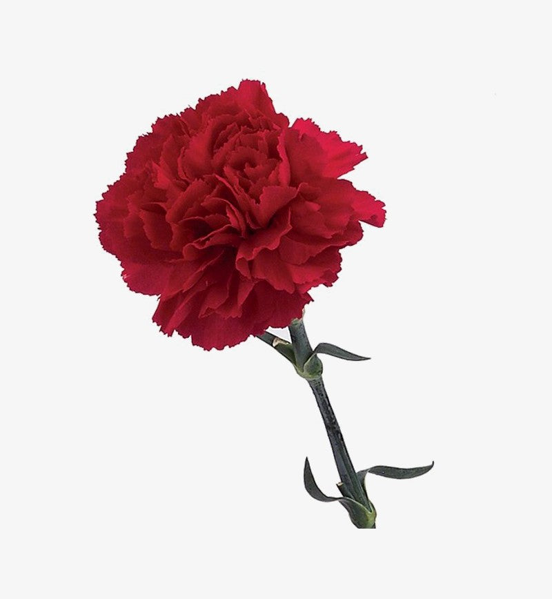 Fancy Carnation