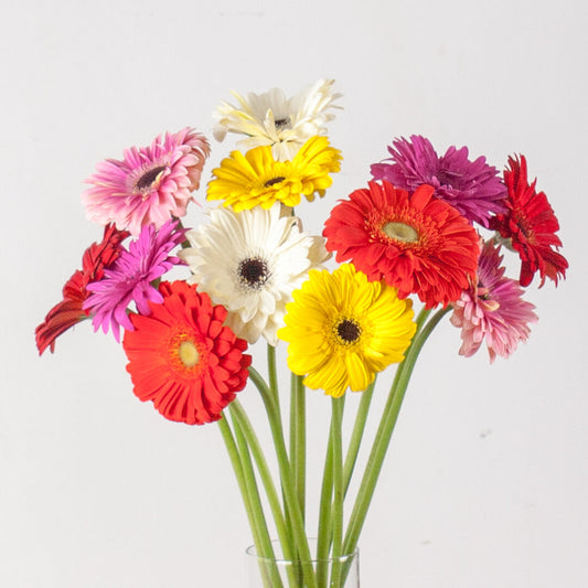 Gerbera