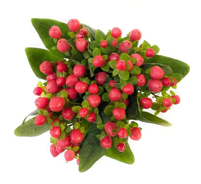 Hypericum Coffee Bean