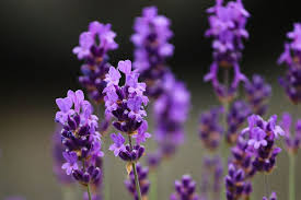 Lavander