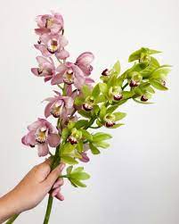Cymbidium