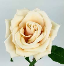 PREMIUM ROSES 60