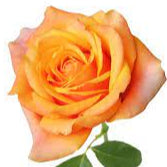 PREMIUM ROSES 80