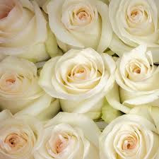 White roses 60