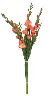 Gladiola