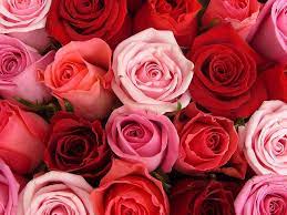 Color roses 80