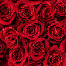 Red roses 80