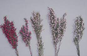 Boronia